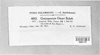 Image of Coniosporium gecevi